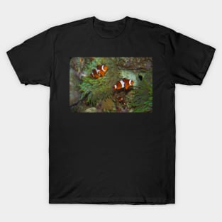 Canada. Vancouver, BC. Aquarium. Clown fish. T-Shirt